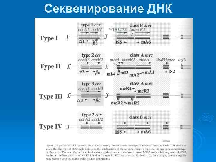 Секвенирование ДНК 