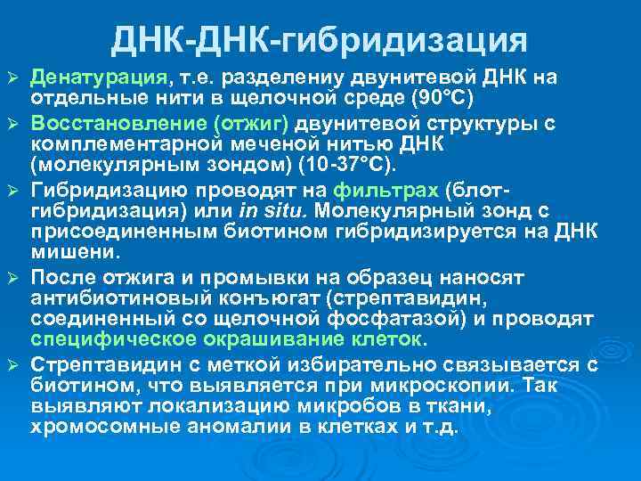    ДНК-гибридизация Ø  Денатурация, т. е. разделениу двунитевой ДНК на отдельные