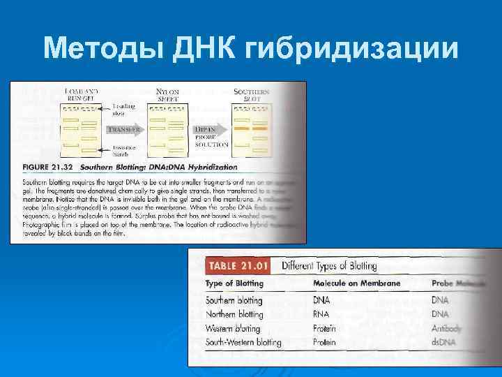 Методы ДНК гибридизации 