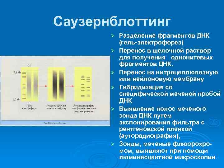 Саузернблоттинг  Ø  Разделение фрагментов ДНК   (гель-электрофорез)  Ø  Перенос