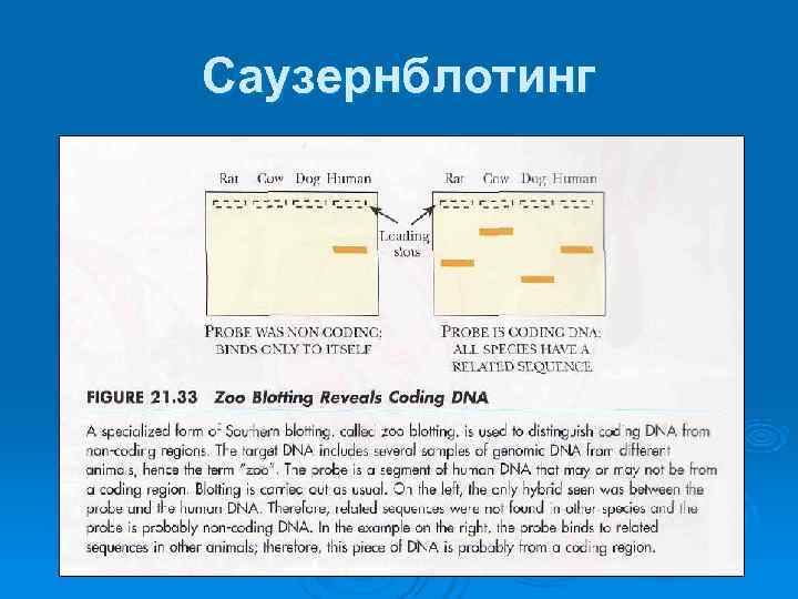 Саузернблотинг 