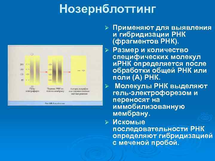 Нозернблоттинг  Ø  Применяют для выявления  и гибридизации РНК  (фрагментов РНК).