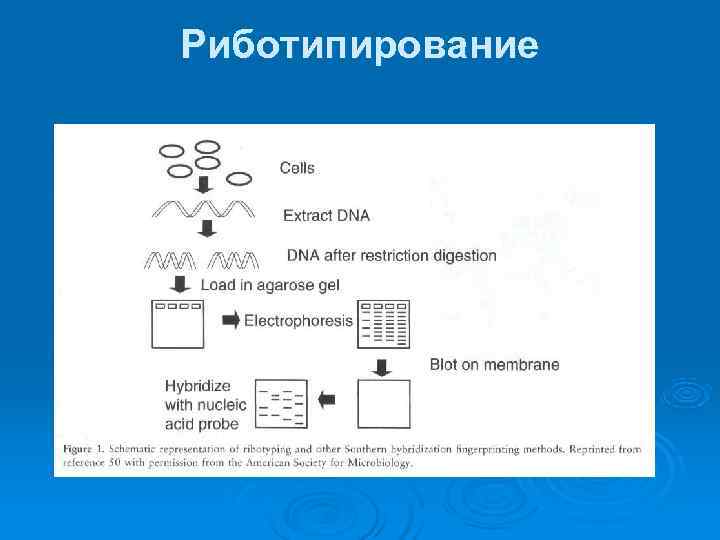 Риботипирование 