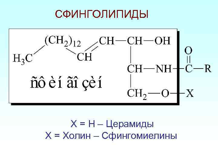 Структура глицерофосфатов и сфинголипидов. Функции сфинголипидов биохимия. Сфинголипиды биологическая роль. Сфинголипид структурная формула. Схема синтеза сфинголипидов.