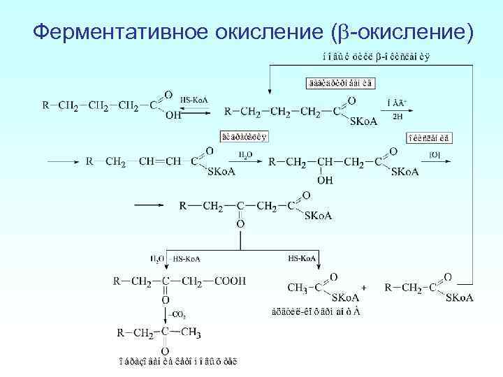 Окисление жиров. Альфа окисление жирных кислот. Ферментативное бета окисление. Альфа и бета окисление липидов. Бета окисление липидов.