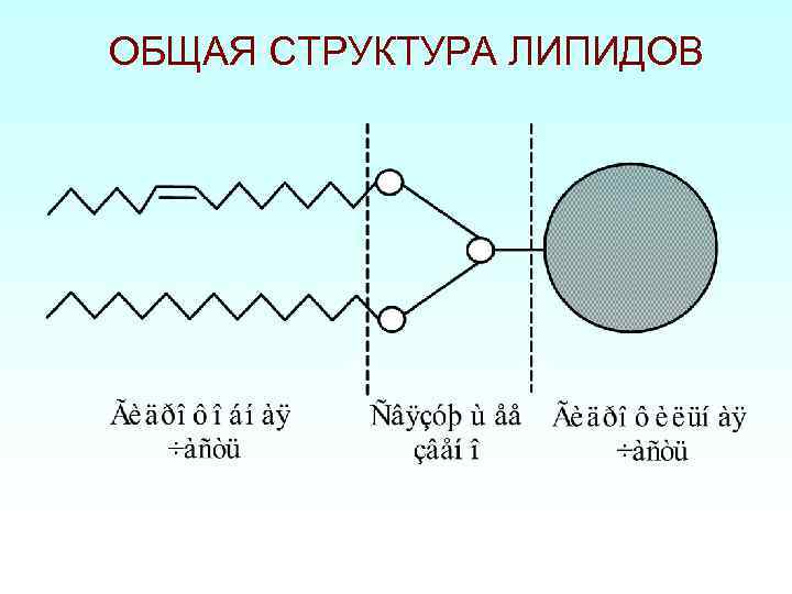 ОБЩАЯ СТРУКТУРА ЛИПИДОВ 