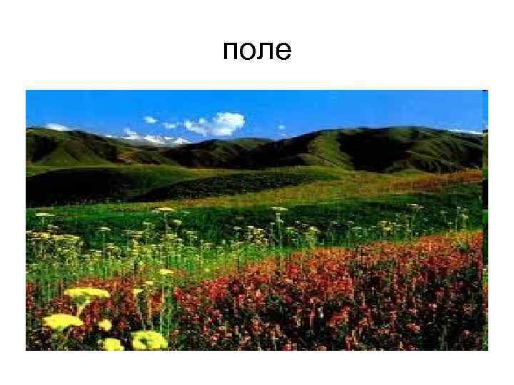 поле 