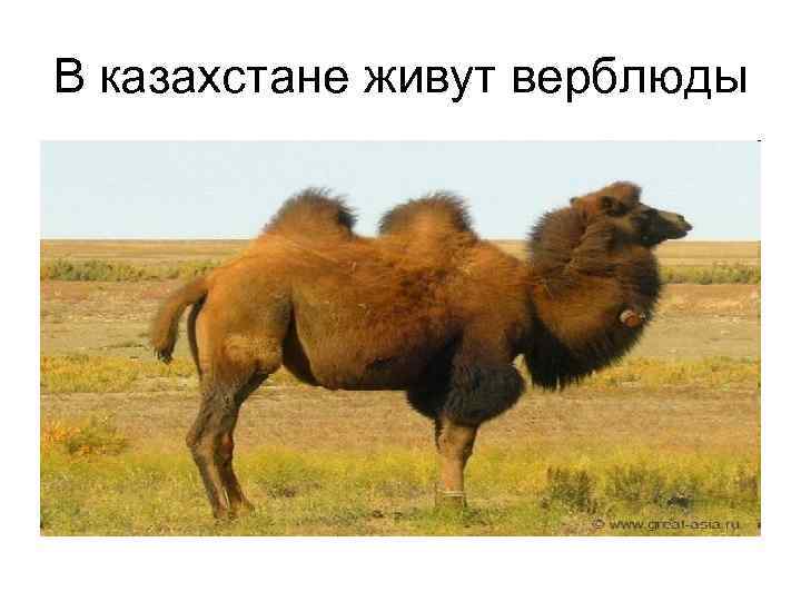 В казахстане живут верблюды 