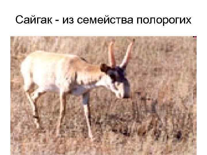Сайгак - из семейства полорогих 