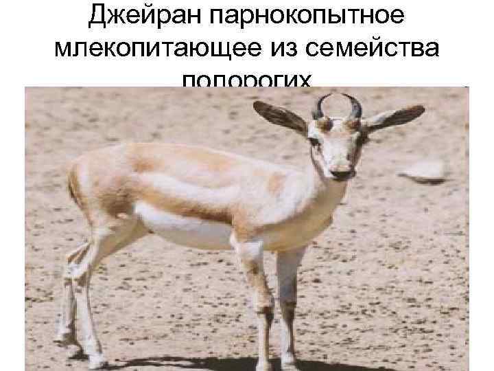  Джейран парнокопытное млекопитающее из семейства   полорогих 