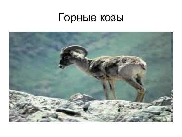Горные козы 