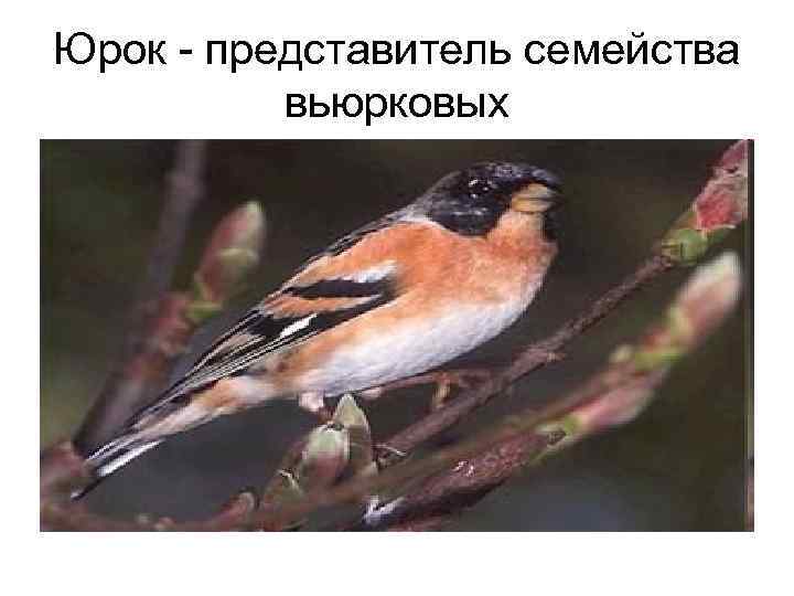 Юрок - представитель семейства  вьюрковых 