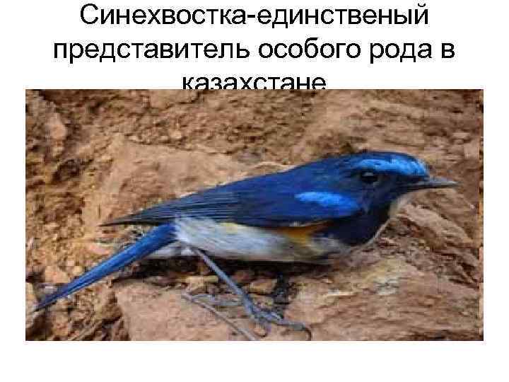  Синехвостка-единственый представитель особого рода в   казахстане 