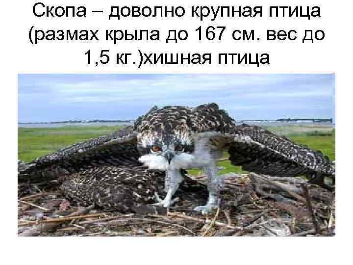  Скопа – доволно крупная птица (размах крыла до 167 см. вес до 