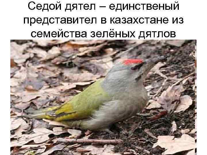  Седой дятел – единственый представител в казахстане из семейства зелёных дятлов 