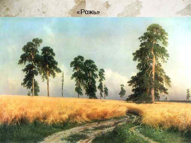  «Рожь» 