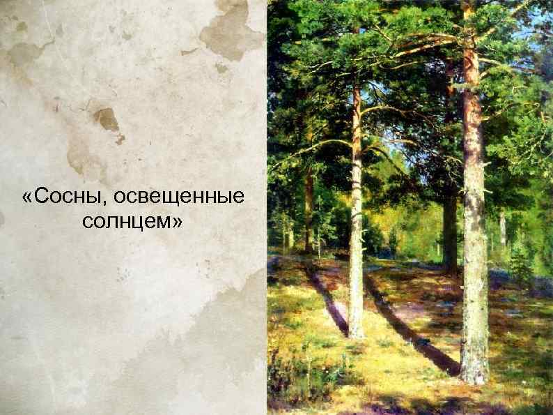  «Сосны, освещенные солнцем» 