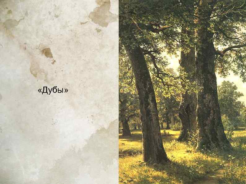  «Дубы» 