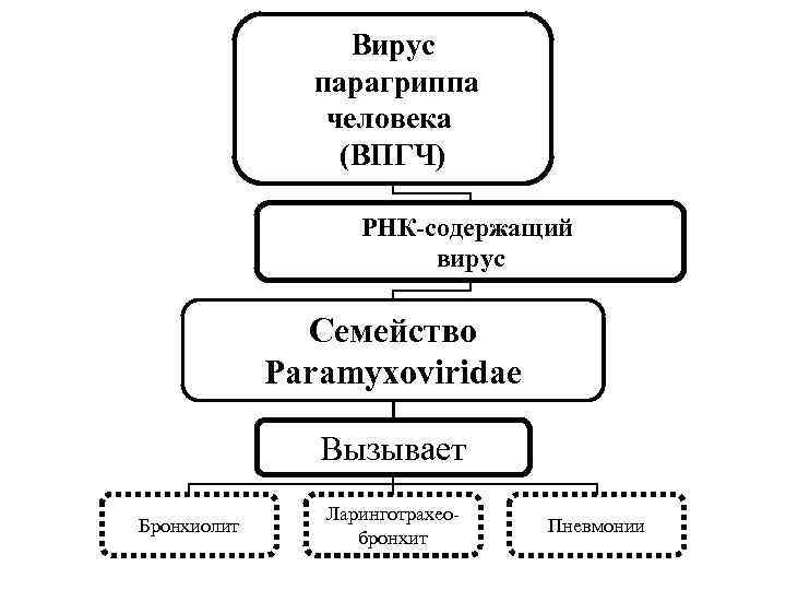 Вирус парагриппа человека (ВПГЧ) Вирус парагриппа человека (ВПГЧ)