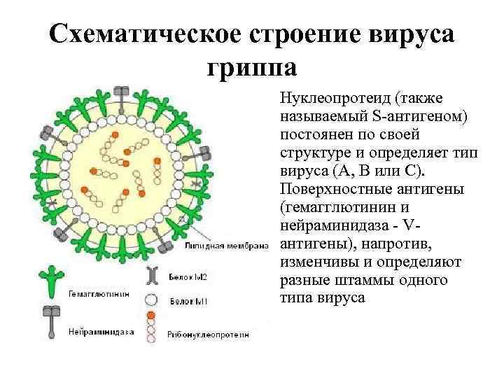 Грипп какие бактерии. Структура вириона гриппа. Схема строения вируса гриппа. Схема вириона вируса гриппа. Антигенная структура вируса гриппа схема.