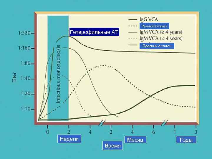      Ранний антиген  Гетерофильные АТ    
