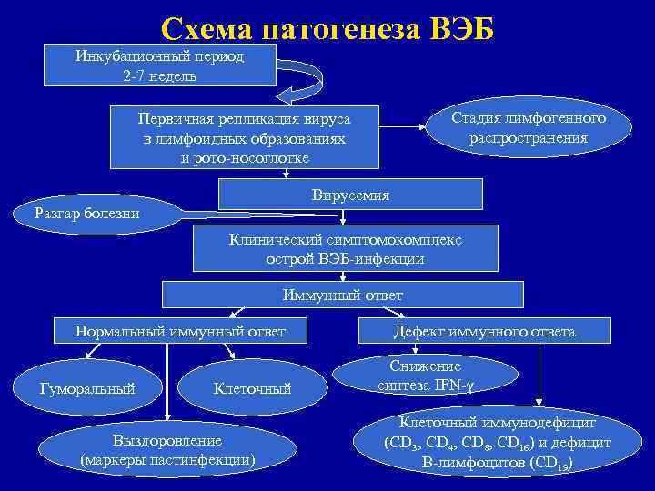    Схема патогенеза ВЭБ Инкубационный период  2 -7 недель  