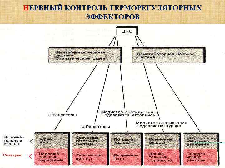НЕРВНЫЙ КОНТРОЛЬ ТЕРМОРЕГУЛЯТОРНЫХ   ЭФФЕКТОРОВ 