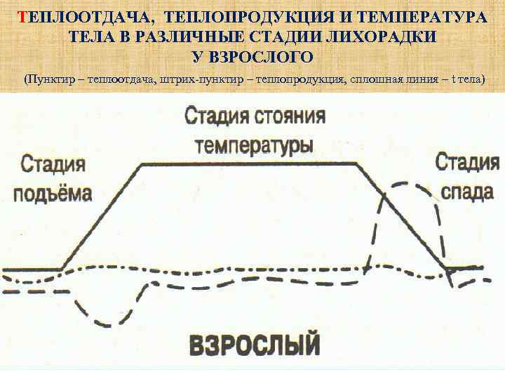 ТЕПЛООТДАЧА, ТЕПЛОПРОДУКЦИЯ И ТЕМПЕРАТУРА   ТЕЛА В РАЗЛИЧНЫЕ СТАДИИ ЛИХОРАДКИ   