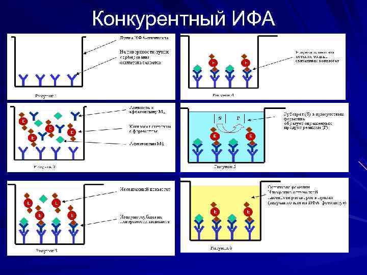 Принцип исследования твердофазный иммуноферментный анализ в 96 луночном планшете