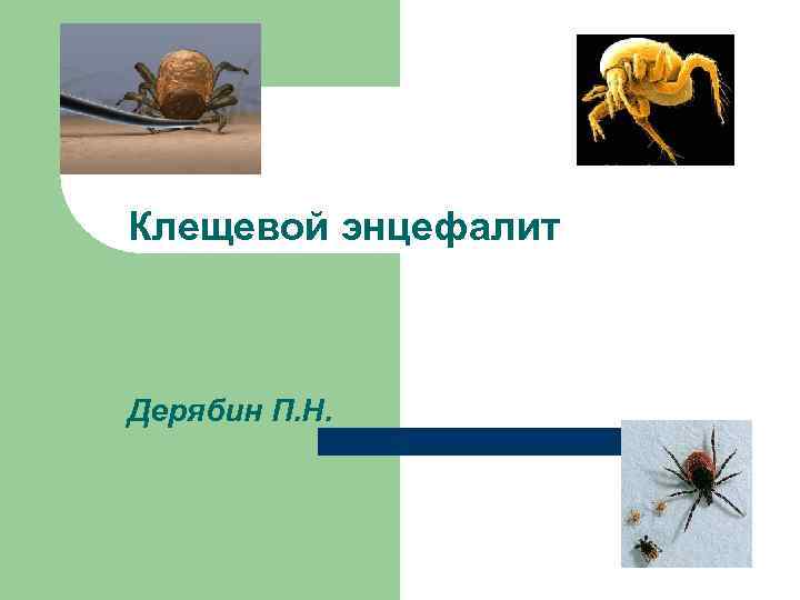 Клещевой энцефалит  Дерябин П. Н. 