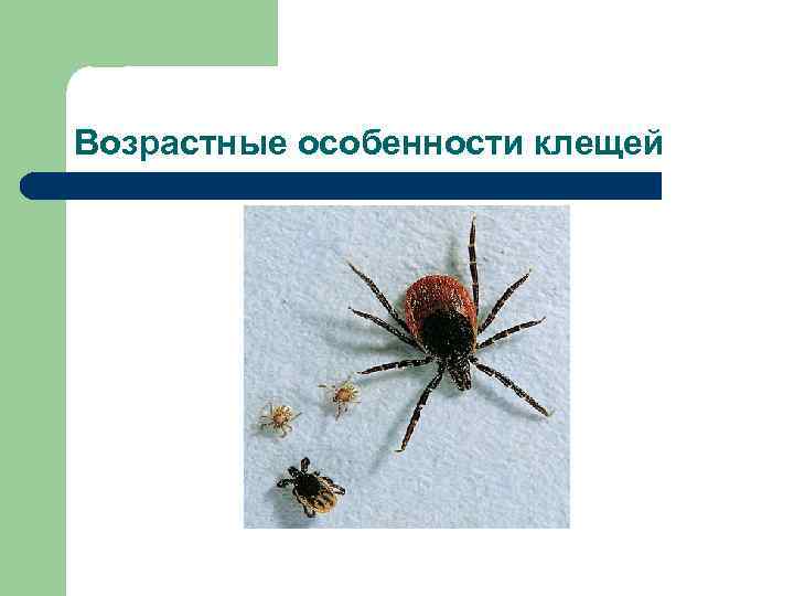 Возрастные особенности клещей 