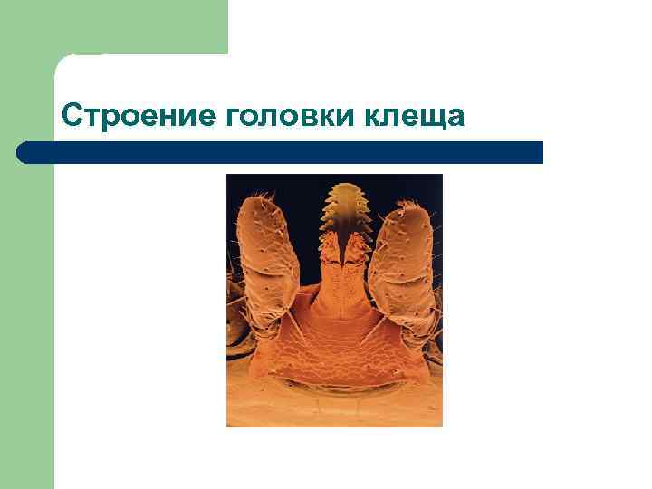 Строение головки клеща 