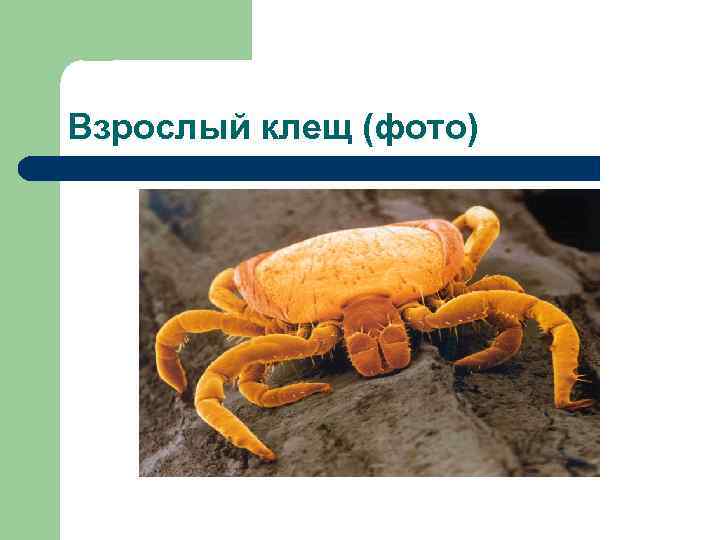 Взрослый клещ (фото) 