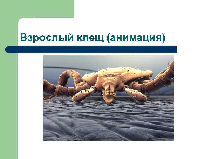 Взрослый клещ (анимация) 