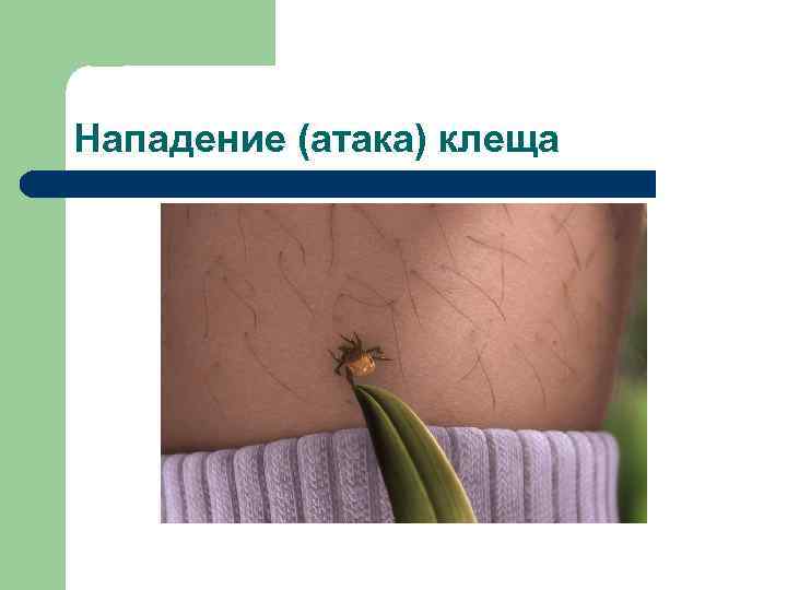 Нападение (атака) клеща 