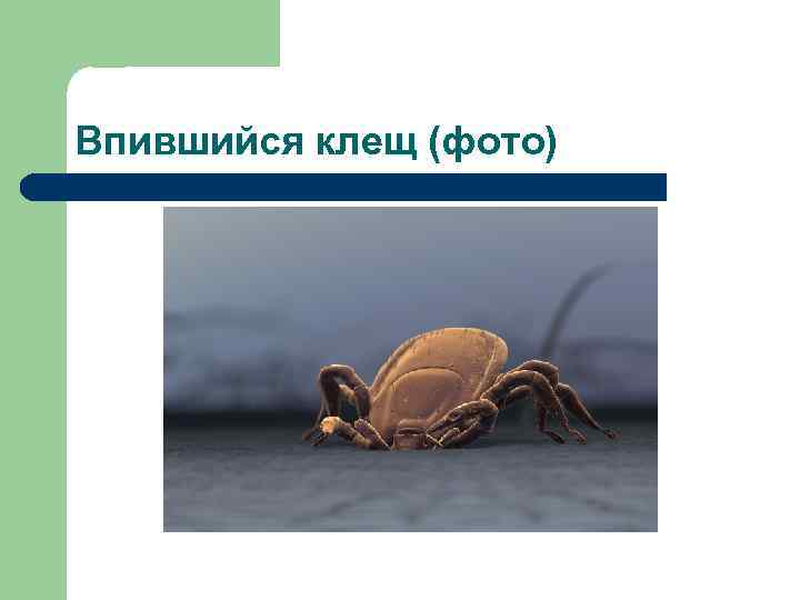 Впившийся клещ (фото) 