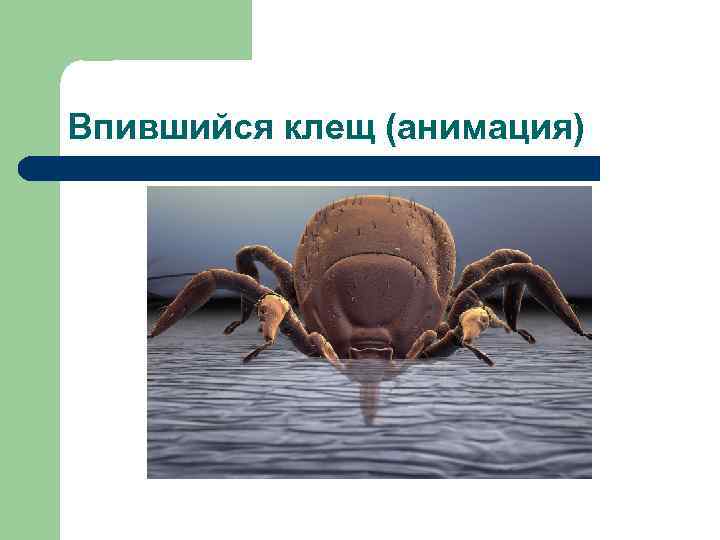 Впившийся клещ (анимация) 