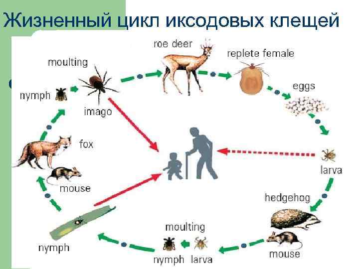 Жизненный цикл иксодового клеща схема