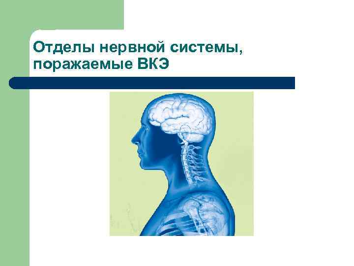 Отделы нервной системы, поражаемые ВКЭ 