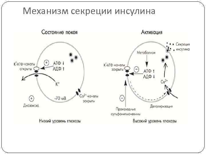 Механизм секреции инсулина 
