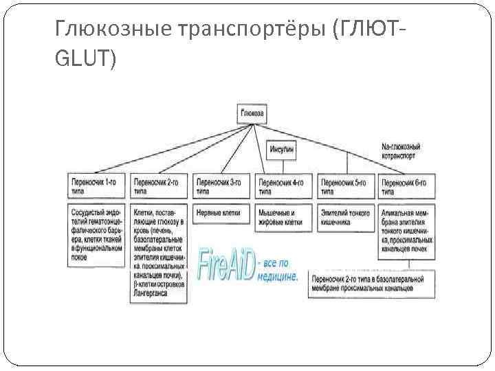 Глюкозные транспортёры (ГЛЮТ- GLUT) 