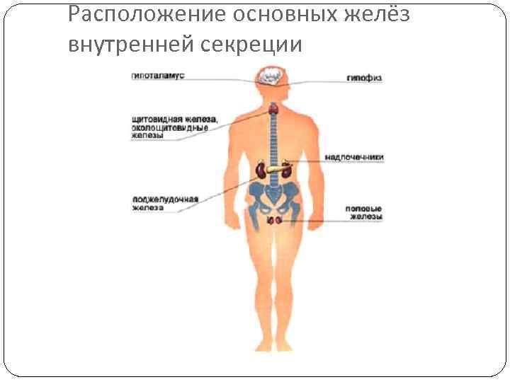 Расположение основных желёз внутренней секреции 