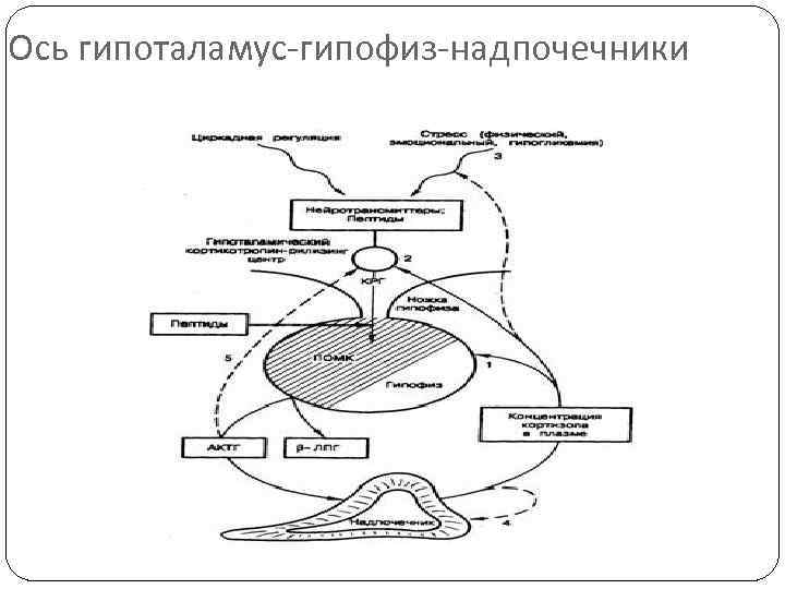 Ось гипоталамус-гипофиз-надпочечники 