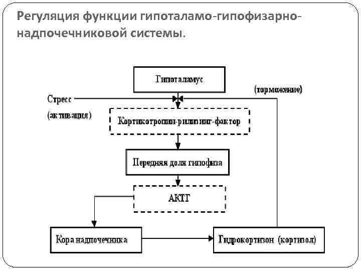 Регуляция функции гипоталамо-гипофизарно- надпочечниковой системы. 