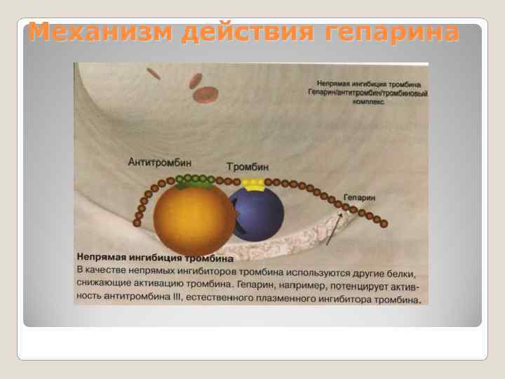 Механизм действия гепарина Механизм действия гепарина