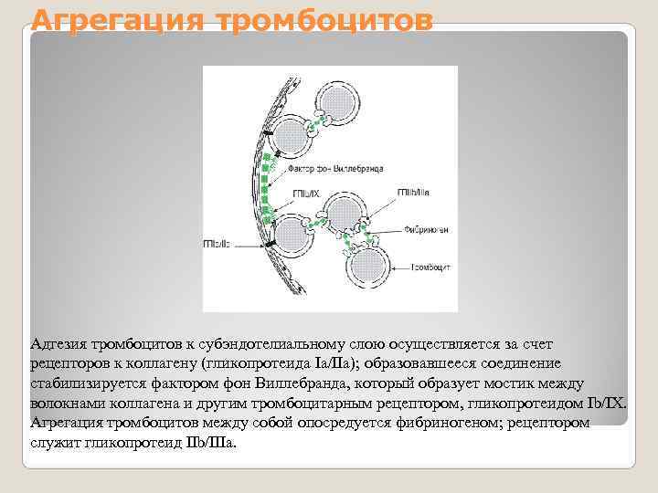 Агрегация тромбоцитов Адгезия тромбоцитов к субэндотелиальному слою осуществляется за счет рецепторов к коллагену (гликопротеида Агрегация тромбоцитов Адгезия тромбоцитов к субэндотелиальному слою осуществляется за счет рецепторов к коллагену (гликопротеида