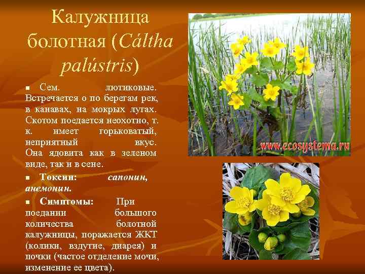  Калужница болотная (Cáltha  palústris) n  Сем.   лютиковые.  Встречается