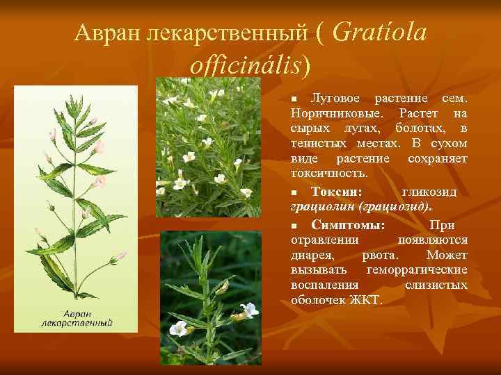 Авран лекарственный ( Gratíola   officinális)    n Луговое растение сем.