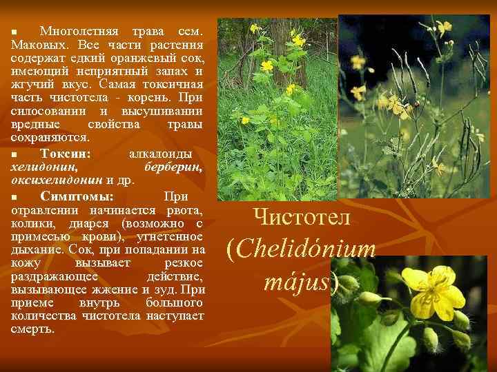 n  Многолетняя трава сем.  Маковых.  Все части растения содержат едкий оранжевый