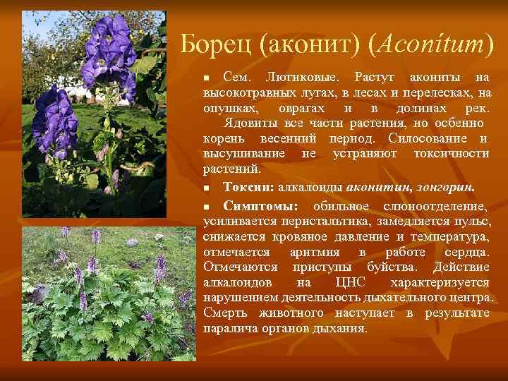 Борец (аконит) (Aconítum) n Сем.  Лютиковые.  Растут акониты на  высокотравных лугах,